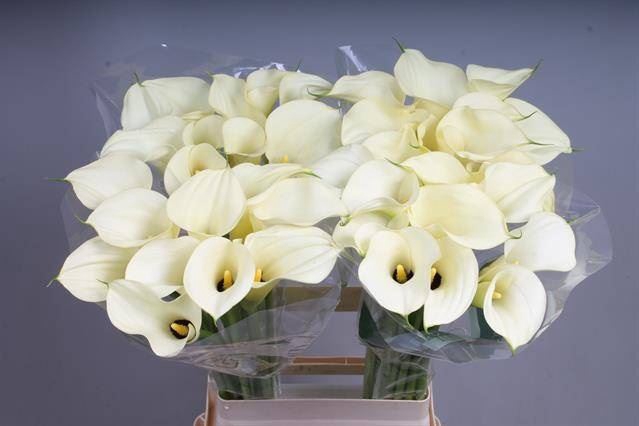 <h4>Calla Snowstar</h4>