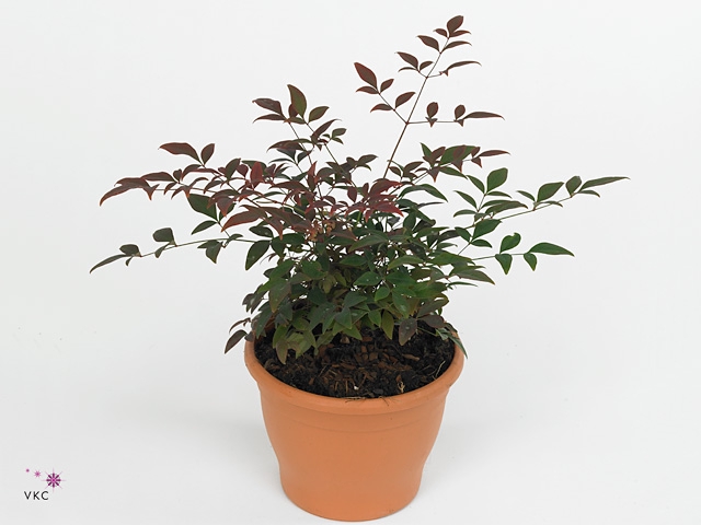 Nandina domestica 'Obsessed'