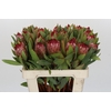 Protea Robijn
