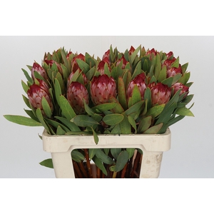 Protea Robijn