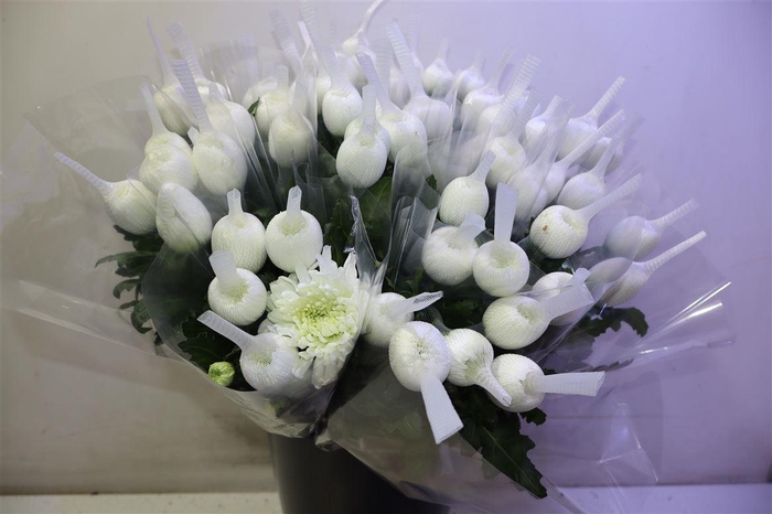 <h4>Chr G Antonov</h4>