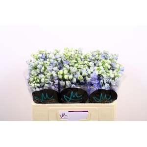 Delph Guard Lavender Marginpar