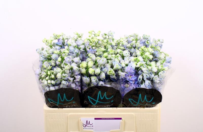 <h4>Delph Guard Lavender Marginpar</h4>