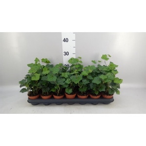 Hedera hibernica