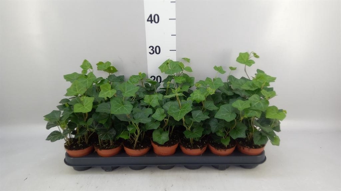 <h4>Hedera hibernica</h4>