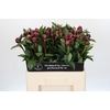 Paeonia Red Sarah Bernhardt