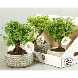 BONSAI GEM
