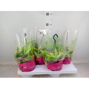 Epipremnum pinn. 'Marble Queen'  HG