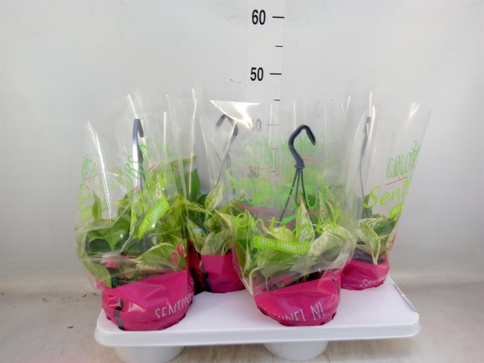 <h4>Epipremnum pinn. 'Marble Queen'  HG</h4>