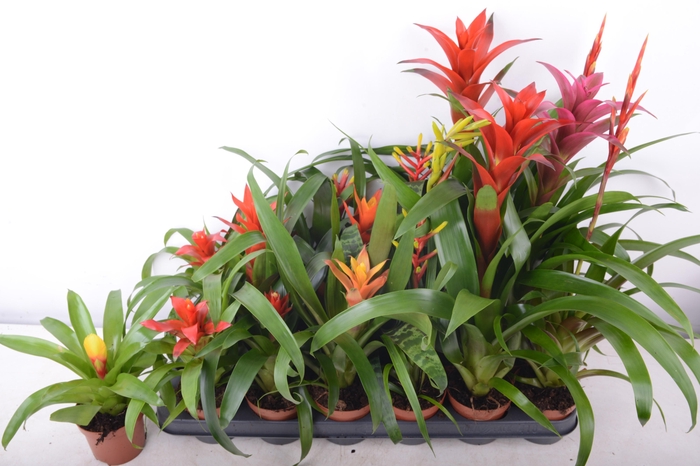 <h4>BROMELIA GEM 15 SRT</h4>