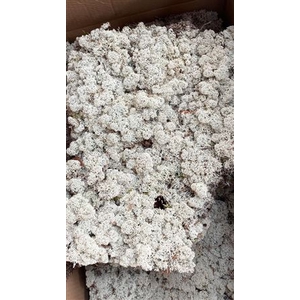 Reindeer Moss 3.5Kg