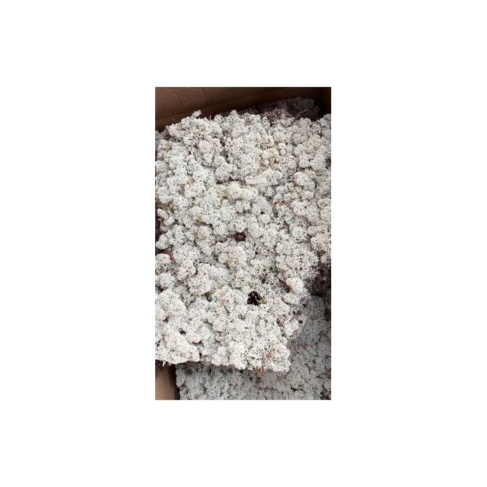 <h4>Reindeer Moss 3.5Kg</h4>