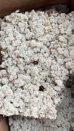 Reindeer Moss 3.5Kg