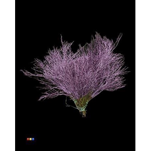 Vaccinium / Heidelbeer Metallic Light Purple