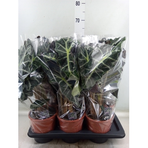Alocasia amazonica 'Polly'