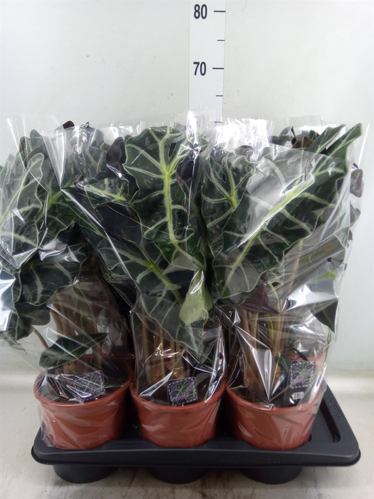 <h4>Alocasia amazonica 'Polly'</h4>
