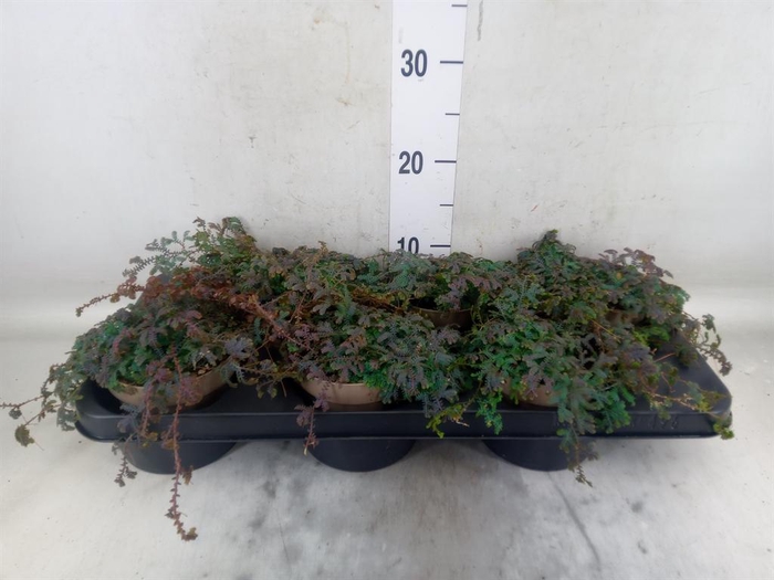 <h4>Selaginella   ...</h4>