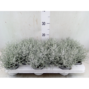 Leucophyta     [Calocephalus]