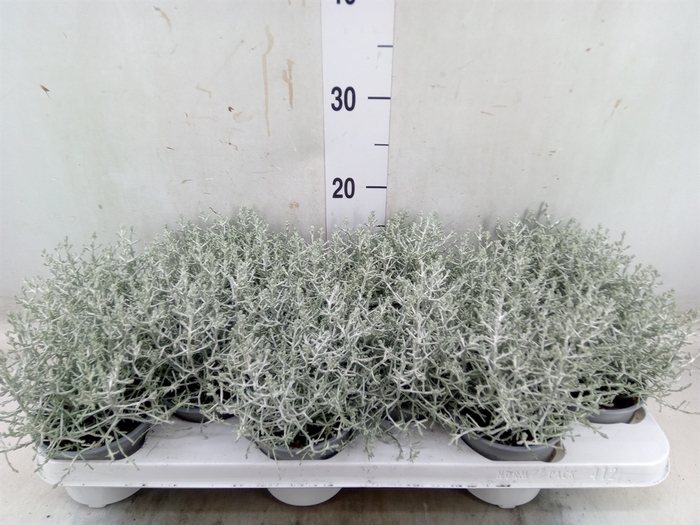 <h4>Leucophyta     [Calocephalus]</h4>