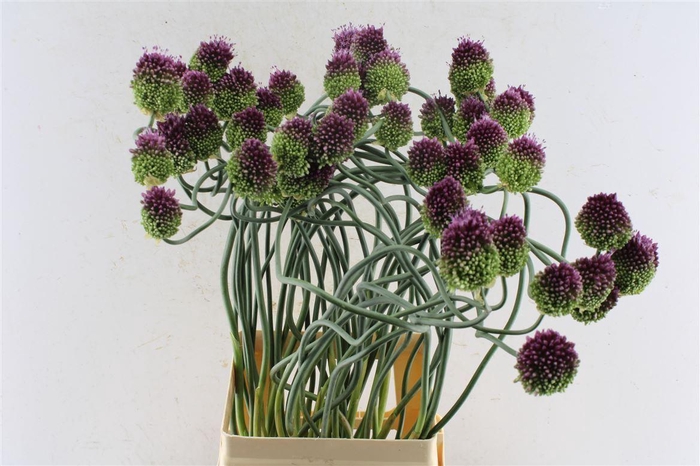 <h4>Allium Otemoyan</h4>