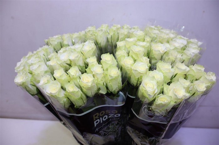 <h4>R Gr Athena X10</h4>