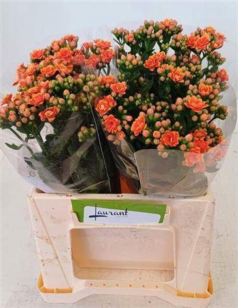 <h4>Kal Flamin Or Meadow</h4>