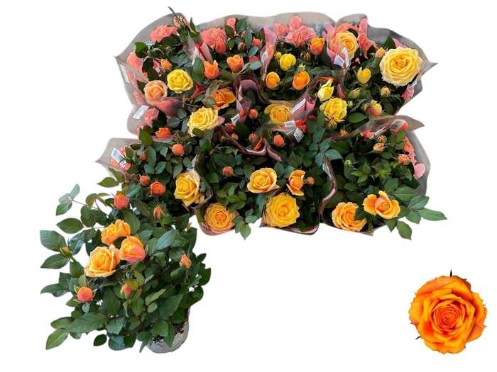 <h4>RO FIREBIRD KORD GR</h4>