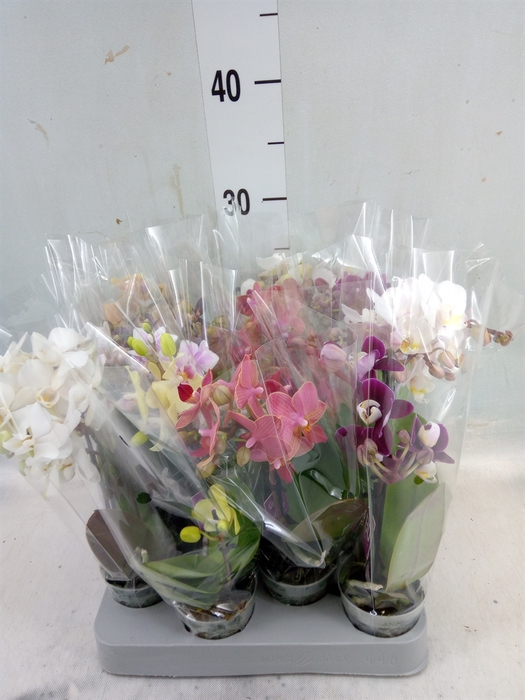 <h4>Phalaenopsis multi.   ...mix  5</h4>