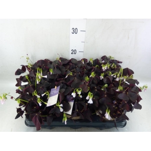 Oxalis trian.