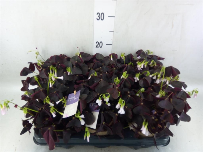 <h4>Oxalis trian.</h4>