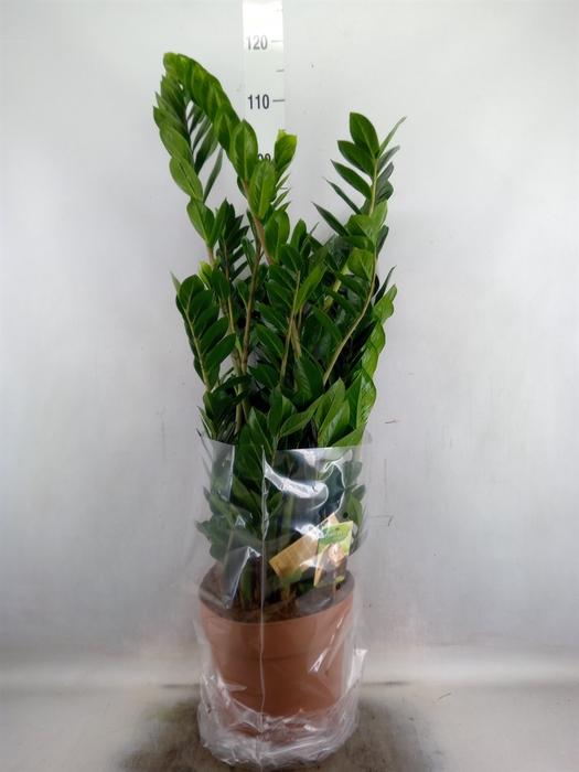 <h4>Zamioculcas zamiifolia</h4>