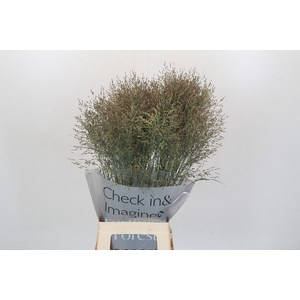 Panicum Heavy Metall