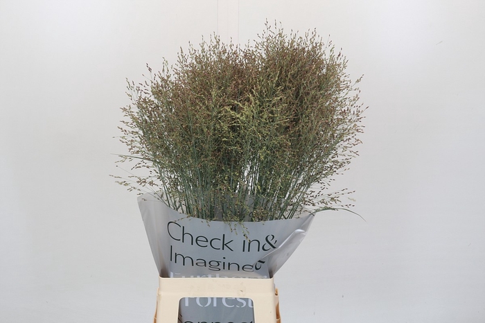 <h4>Panicum Heavy Metall</h4>