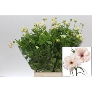 RAN BUTTERFL ARIADNE