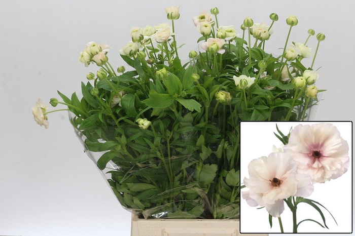 <h4>RAN BUTTERFL ARIADNE</h4>