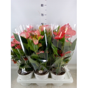 Anthurium andr.   ...mix  3