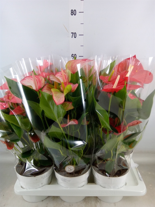 <h4>Anthurium andr.   ...mix  3</h4>