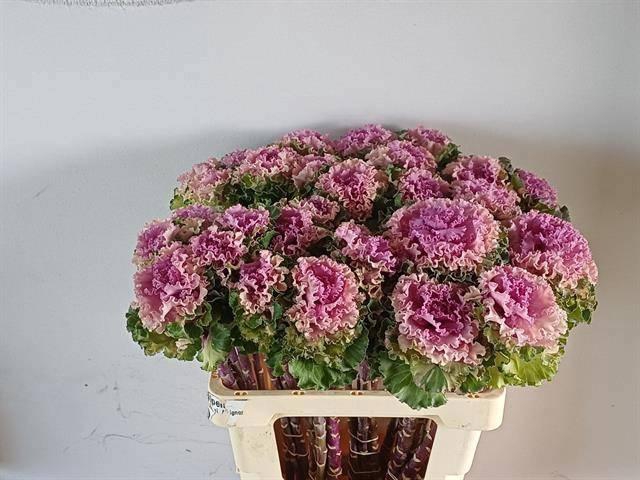 <h4>BRASS CRANE RU ROSE</h4>