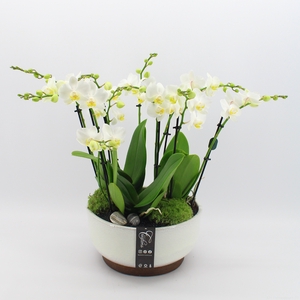 PHAL-2405 Phalaenopsis creatie