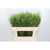 Lepidium Vir. Gwelo Green