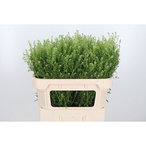 Lepidium Vir. Gwelo Green