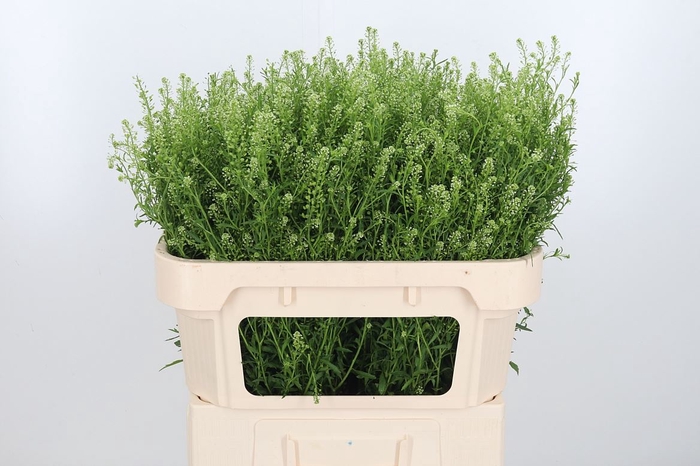 <h4>Lepidium Vir. Gwelo Green</h4>