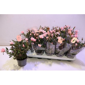 arr8 Ro Rosaroma Pink