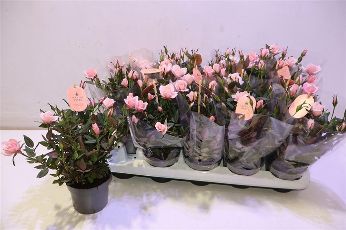 <h4>Ro Rosaroma Pink</h4>