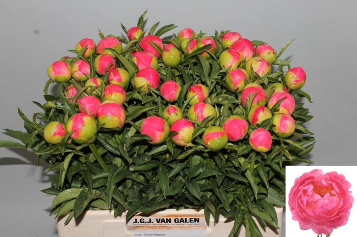 <h4>PAEO CORAL SUNSET</h4>