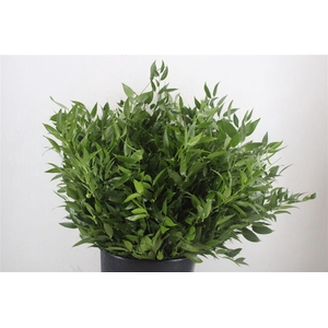 Ruscus Short 300gram P Bunch