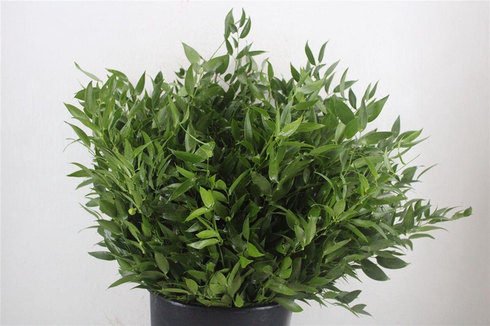 <h4>Ruscus Short 300gram P Bunch</h4>