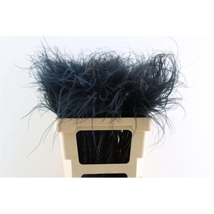 Dried Stypha Penata Black(10 Toef) Bunch