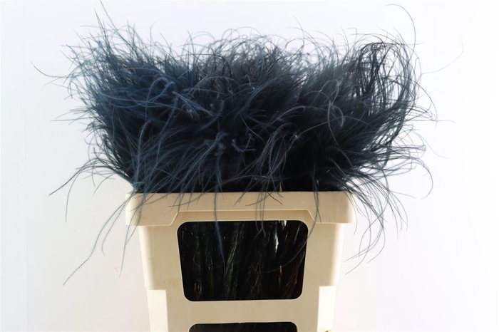 <h4>Dried Stypha Penata Black(10 Toef) Bunch</h4>