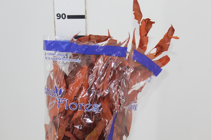 <h4>FLOR EUCALIPTO DESIDRATADO</h4>
